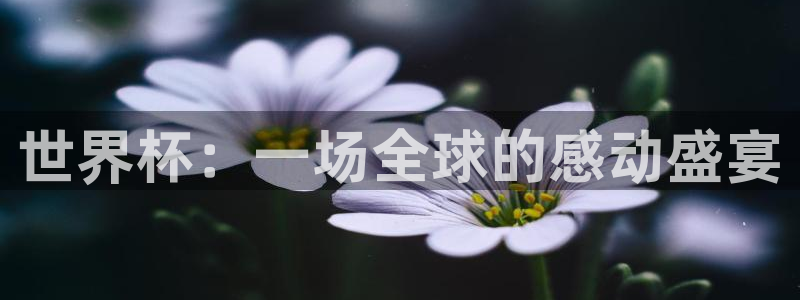 2026世界杯中国队：世界杯：一场全球的感动盛宴