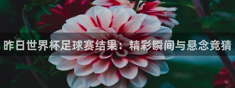 世界杯今年：昨日世界杯足球赛结果：精彩瞬间与悬念竞猜