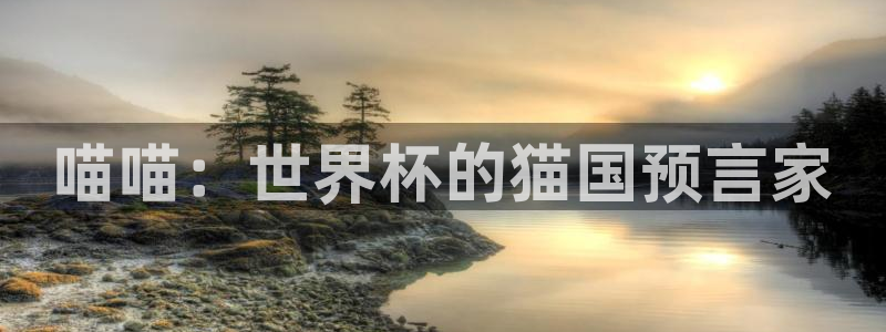 世界杯直播网站：喵喵：世界杯的猫国预言家